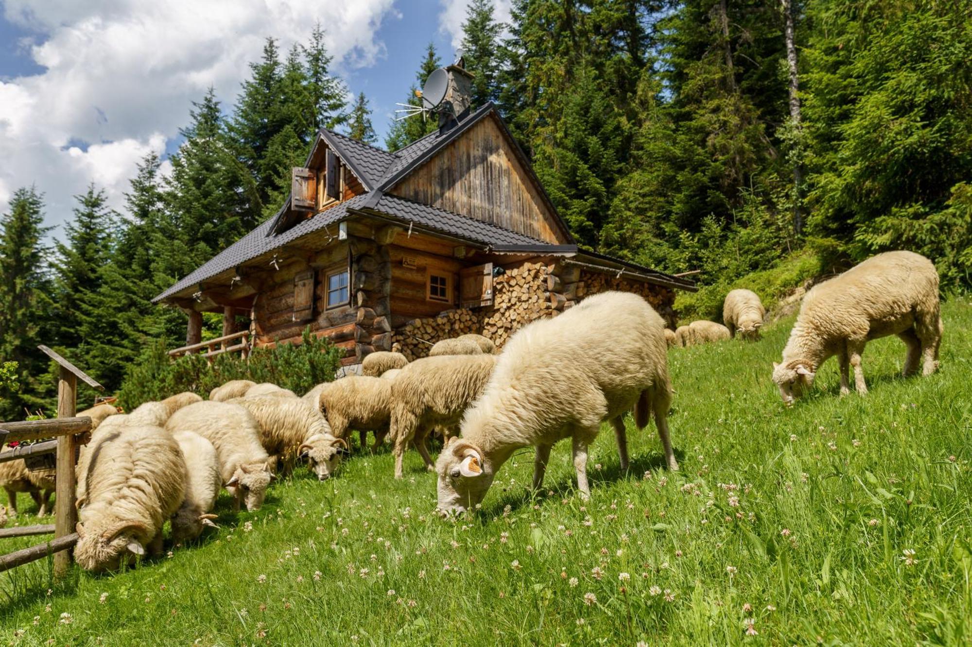 Villa Leśna Bacówka Nowy Targ Exterior foto